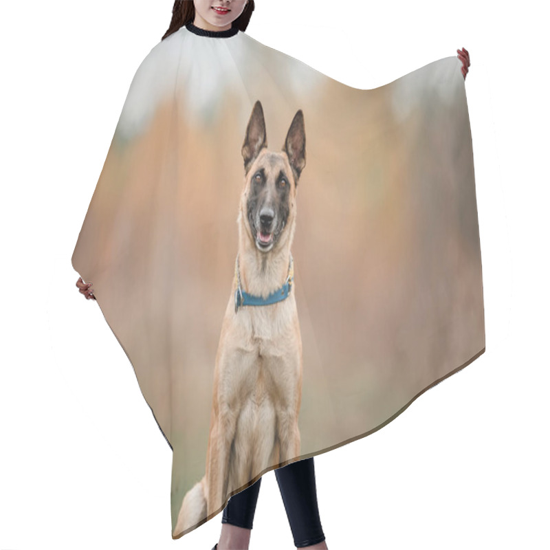 Personality  Happy Belgian Shepherd Dog Malinois Outdoors In Autumn Hair Cutting Cape