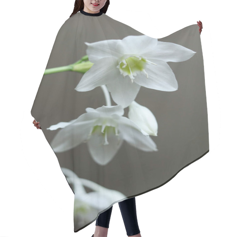 Personality  White Flowers Of Urceolina Amazonica, Formerly Known As Eucharis Amazonica, On A Dark Background Close Up Hair Cutting Cape