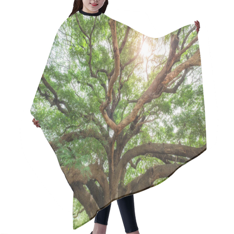 Personality  Big Rain Tree Shady With Sunlight Hair Cutting Cape