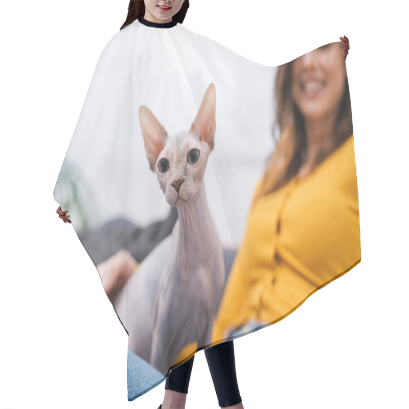 Personality  Sphynx Cat Sitting On Blurred Woman At Home  Hair Cutting Cape