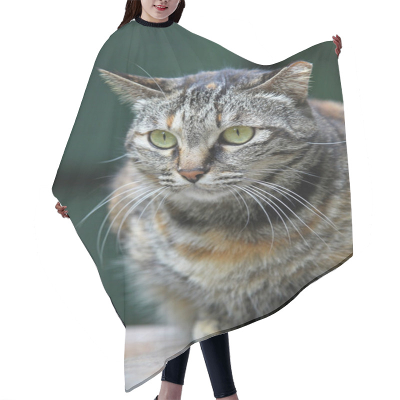 Personality  A Cat Portrait Hair Cutting Cape