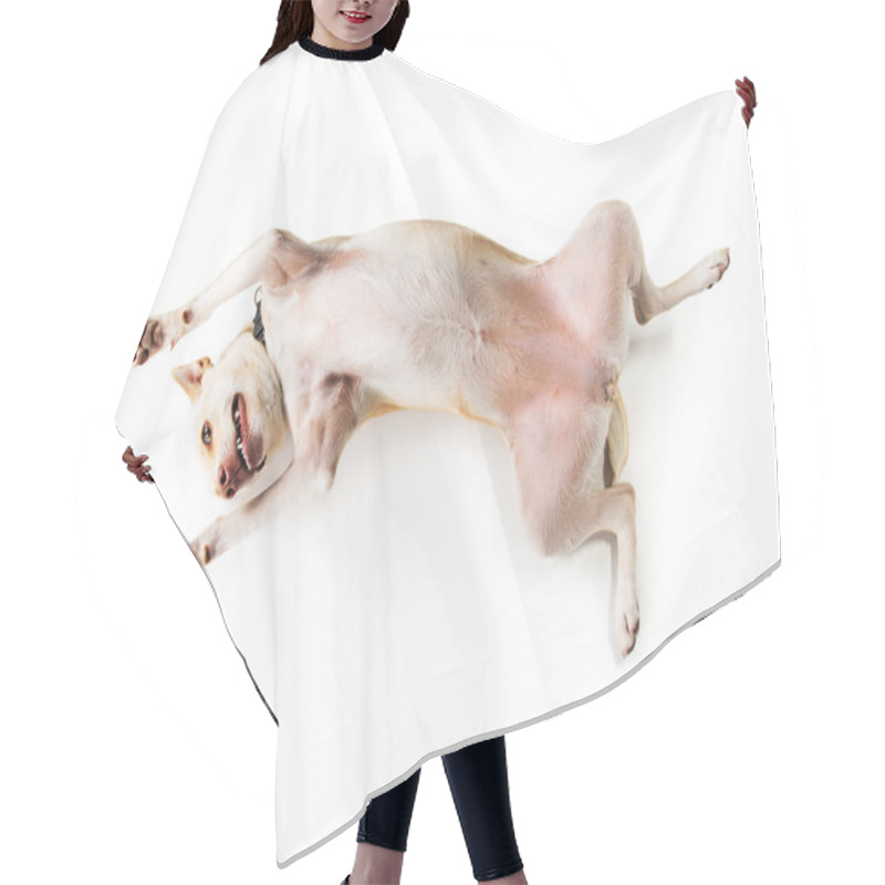 Personality  Playful Dog On Back Hair Cutting Cape