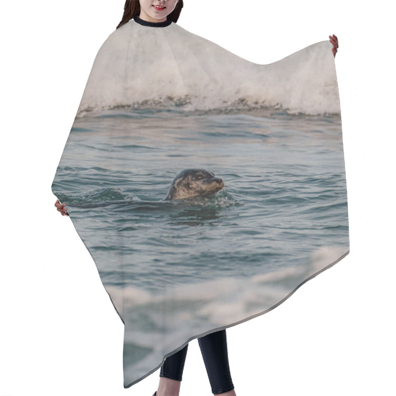 Personality  A Harbor Seal Swimming In The Dynamic Glacial Waters Of Jokusarlon, Southeast Iceland, Surrounded By Waves. Hair Cutting Cape