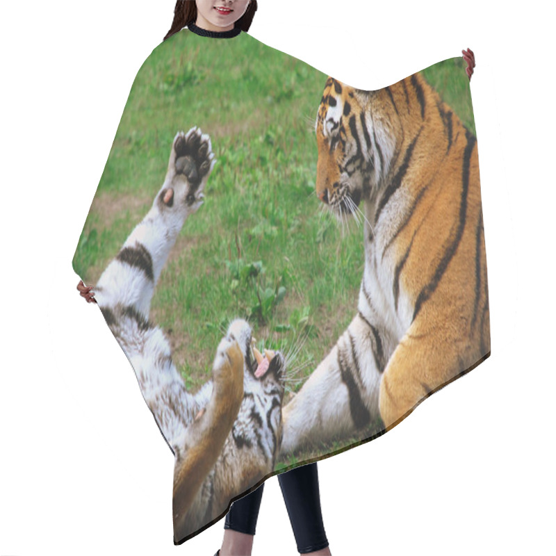 Personality  Tigers In Romantic To Pose , In Their Natural Ambience Hair Cutting Cape