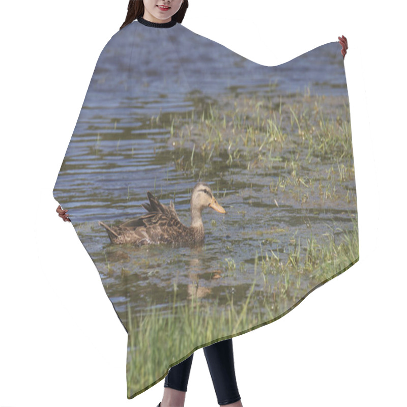 Personality  American Black Duck (anas Rubripes) Swimming In A Grassy Pond Hair Cutting Cape