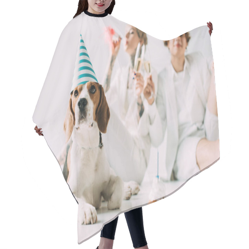 Personality  Selective Focus Of Cute Beagle Dog In Party Cap Near Couple Holding Glasses Of Champagne On Grey Background  Hair Cutting Cape