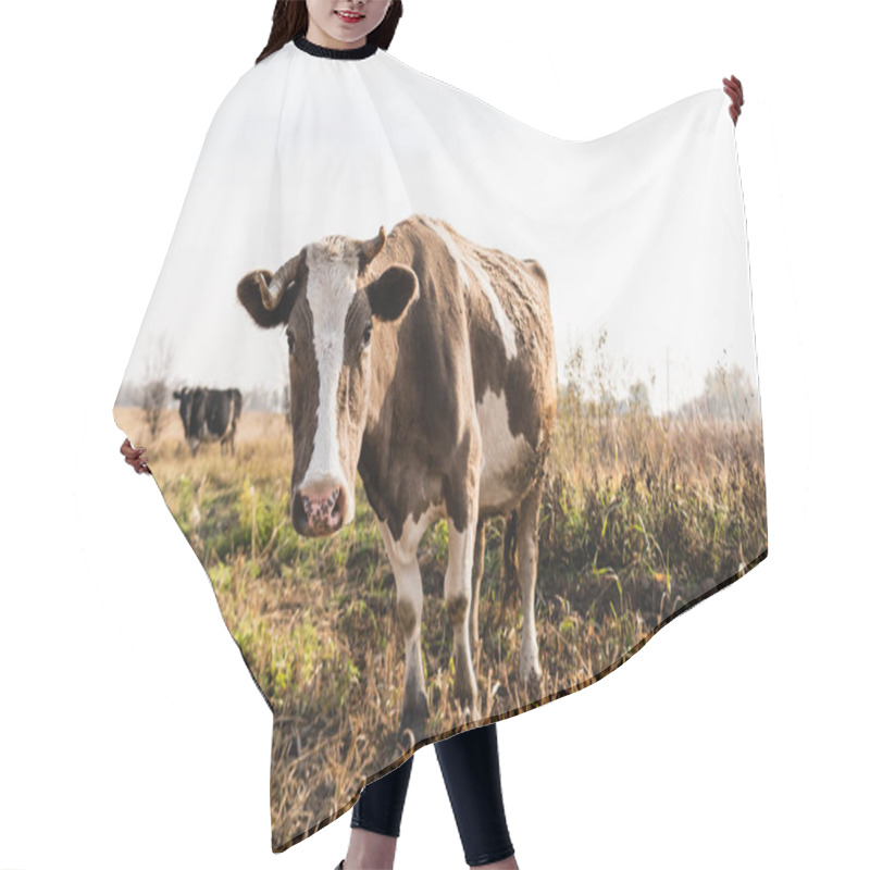 Personality  Selective Focus Of Cow Looking At Camera While Standing In Field  Hair Cutting Cape