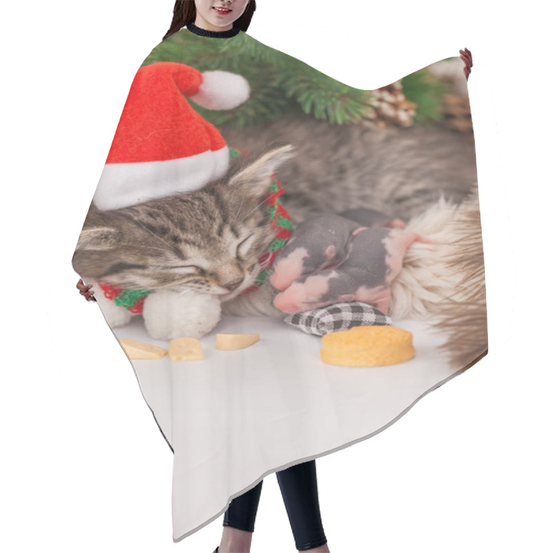 Personality  Festive Pets. The Cat Sleeps Under The Tree With The Mouse. Hair Cutting Cape