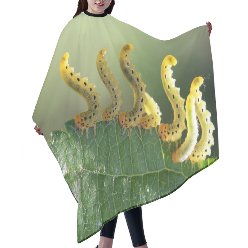 Personality  Pest Caterpillar Silk Hyponomeuta Malinella Hair Cutting Cape