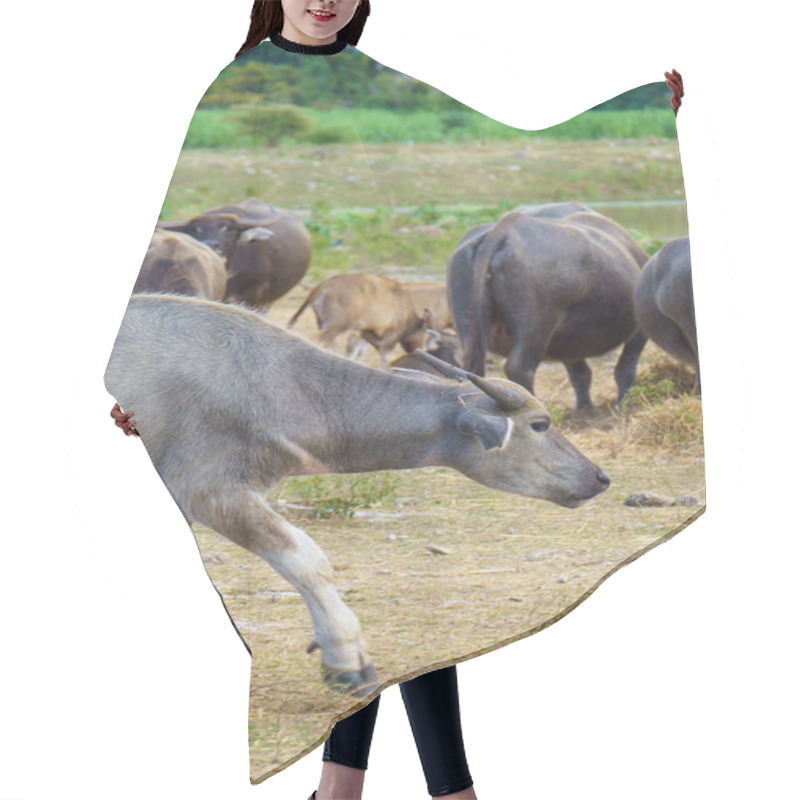 Personality  Thai Buffaloes Walk To Eat Grass In A Wide Field. Hair Cutting Cape