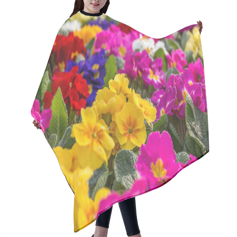 Personality  Beautiful Primrose Flowers. Hair Cutting Cape