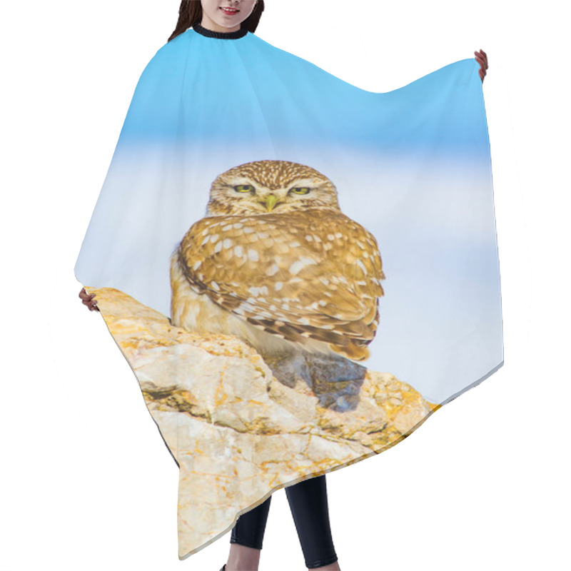 Personality  Winter And Owl. Little Owl. Athene Noctua. Nature Background. Hair Cutting Cape