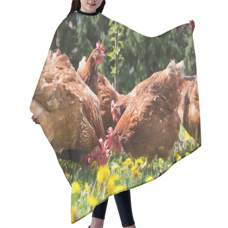 Personality  Egg-laying Hens Hair Cutting Cape