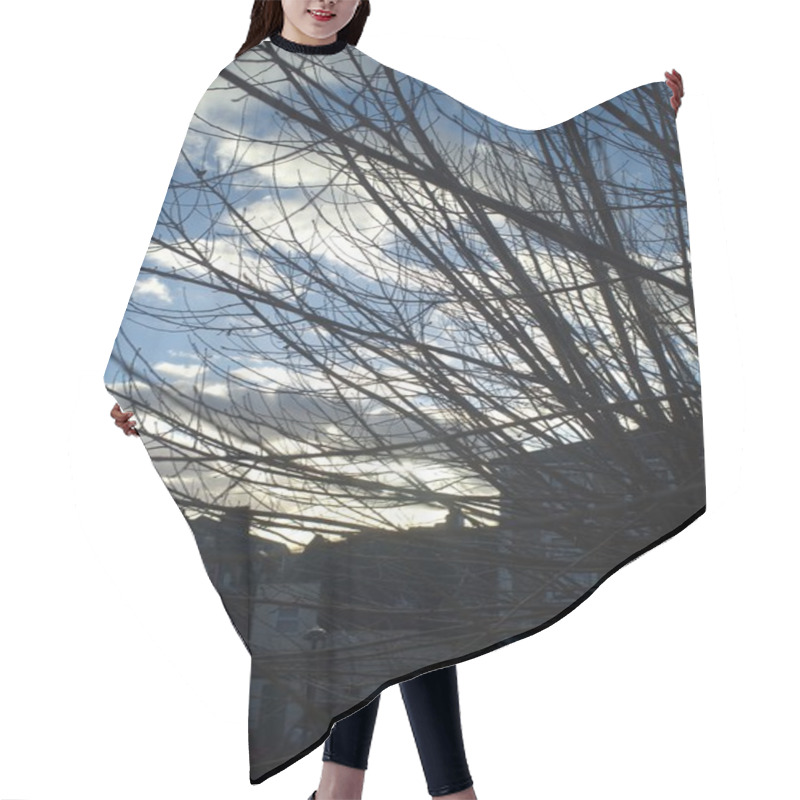 Personality  Sky Scenery Through The Tree Branch Hair Cutting Cape