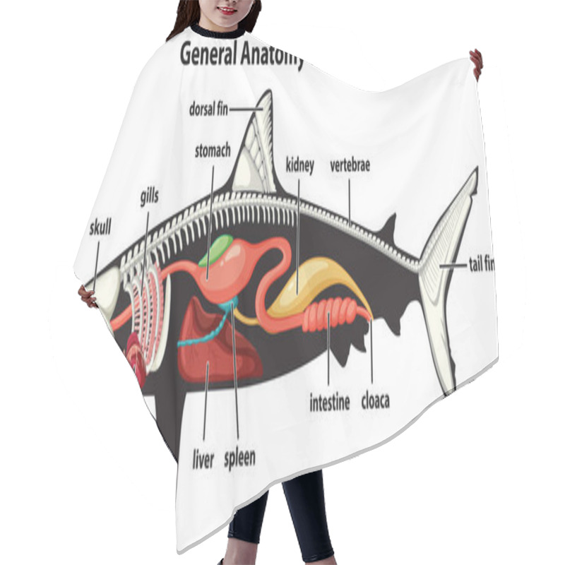 Personality  General Anatomy Of A Shark Diagram Illustration Hair Cutting Cape