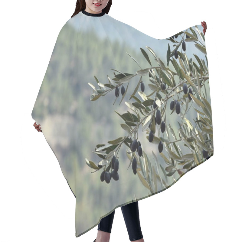 Personality  Olives Olive Trees In The Mountains Of Jerusalem. Hair Cutting Cape