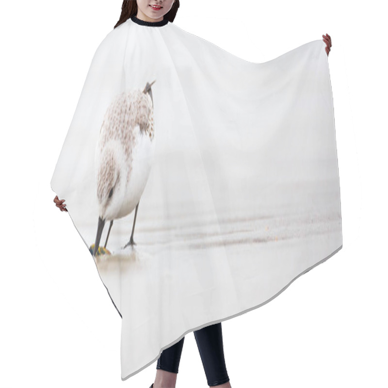 Personality  Red Knot Bird  Hair Cutting Cape