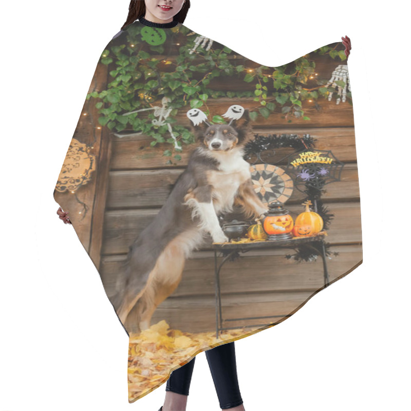 Personality  Dog In Halloween Costume With Pumpkin. Autumn  Hollidays And Celebration. Hair Cutting Cape