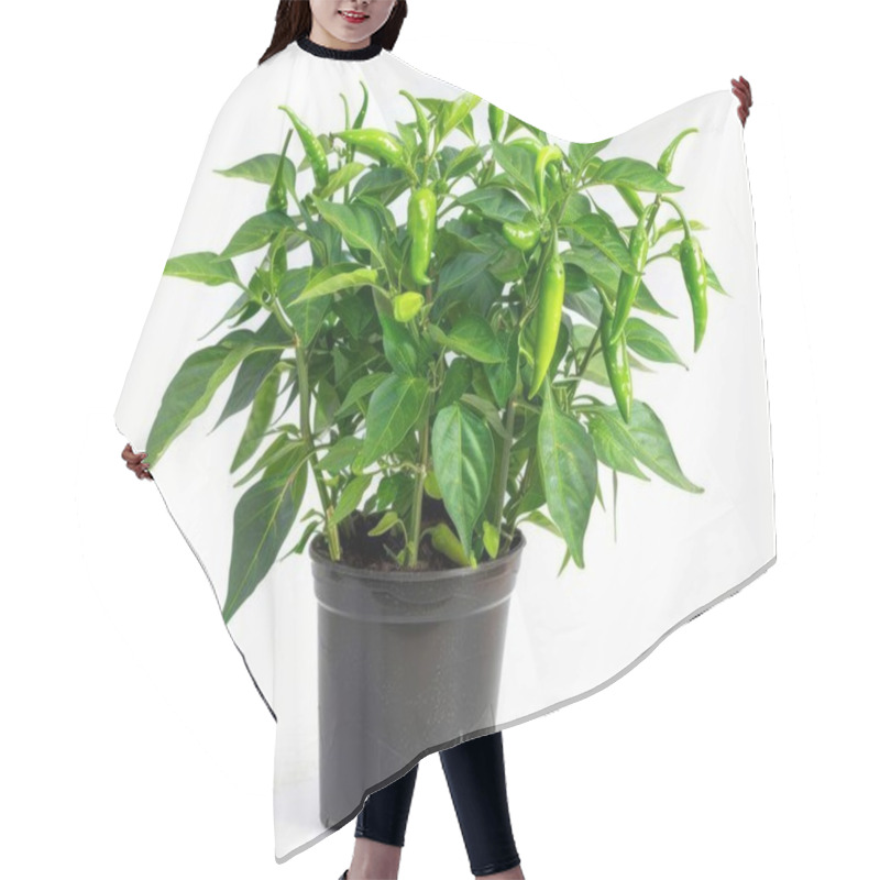 Personality  A Lush Potted Green Chili Plant With Vibrant Green Chilies And Rich Leaves, Showcasing Growth And Vitality. Hair Cutting Cape