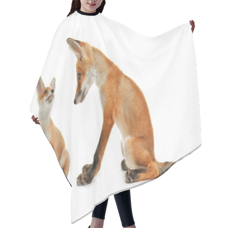 Personality  Fox And Cute Cub On White   Hair Cutting Cape