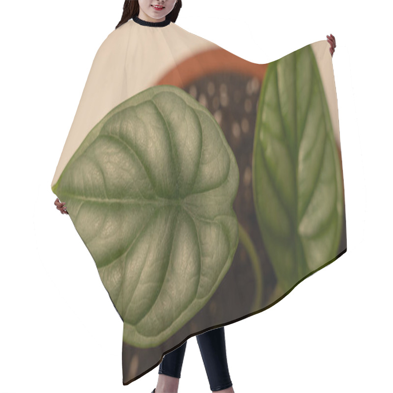 Personality  Close Up Of Green Big Elephant Ear Leaf. Interior Decorative Plants Hair Cutting Cape