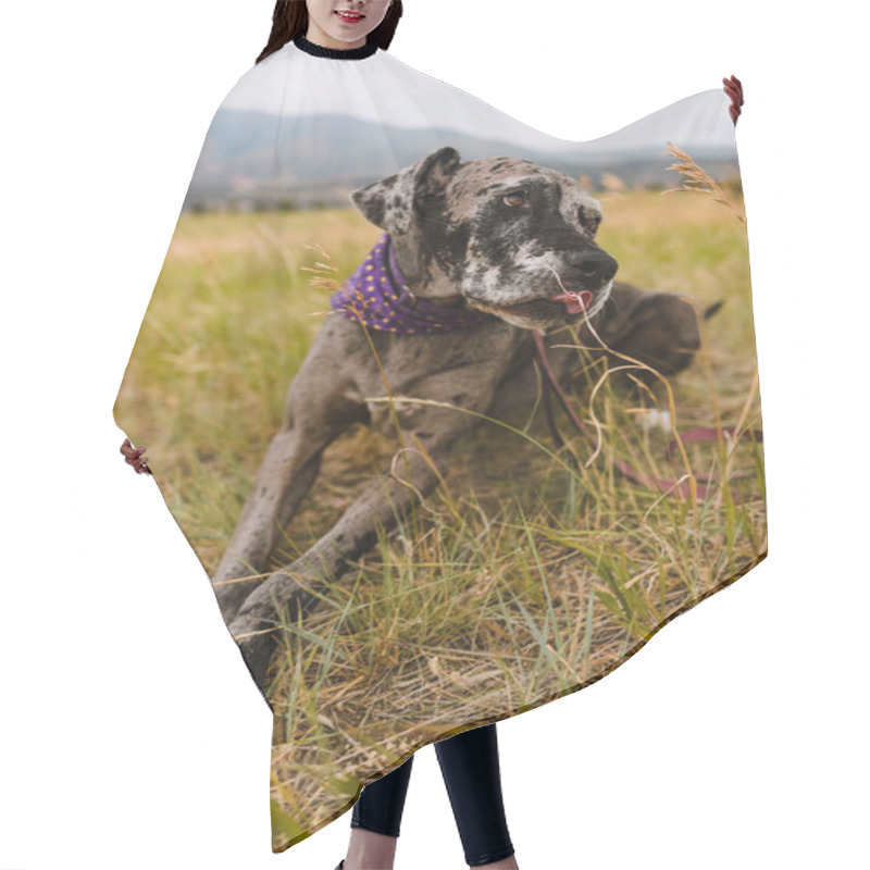 Personality  Merle Great Dane Rescue Dog Wearing Bandana With Tongue Out Hair Cutting Cape