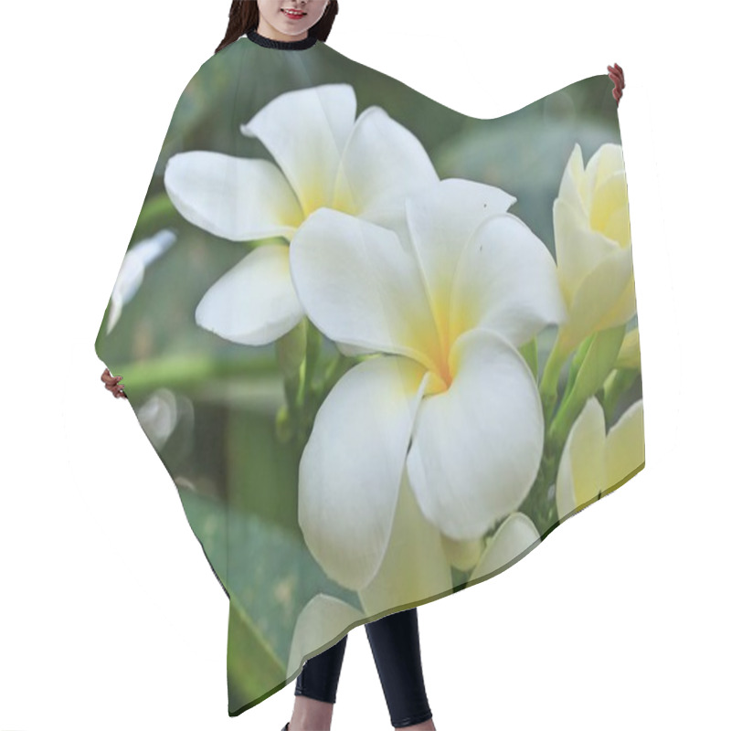 Personality  Plumeria Flower In Nature Hair Cutting Cape