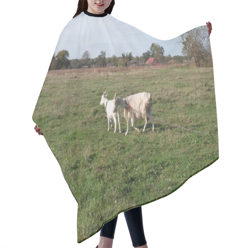 Personality  Goats Graze On The Meadow. Agriculture. Care Of Goats. Hair Cutting Cape