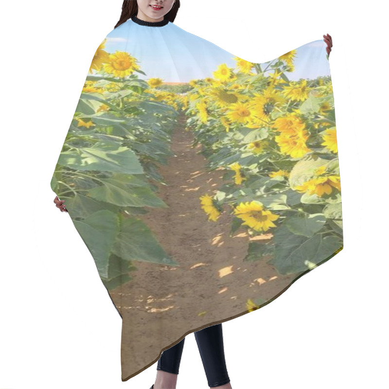 Personality  Vertical Screen :Sunflower Blooms Dance Across Biofarm Fields, Nurturing Thriving Ecosystem. Each Sunflower Embodies Biofarm Sustainability, Contributing To Balanced Ecosystem Harmony. Hair Cutting Cape