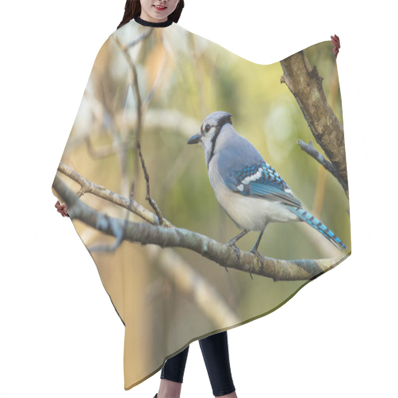 Personality  Vibrant Blue Jay Perched On A Tree Branch Is Watching The Forest On A Sunny Day Hair Cutting Cape