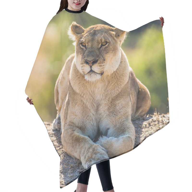 Personality  Sleepy, Female Lion Resting Hair Cutting Cape