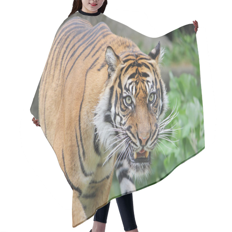 Personality  Sumatran Tiger Snarls. Close-up. Hair Cutting Cape