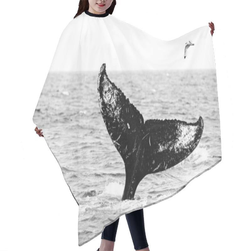 Personality  Black And White Nature Art, Whale And Gull.  Humpback Whale, Megaptera Novaeangliae, Tail Caudal Fin Of Baleen Whale In The Sea Water. Wildlife Scene From Nature, Wild Arctic, Svalbard In Norway. Hair Cutting Cape