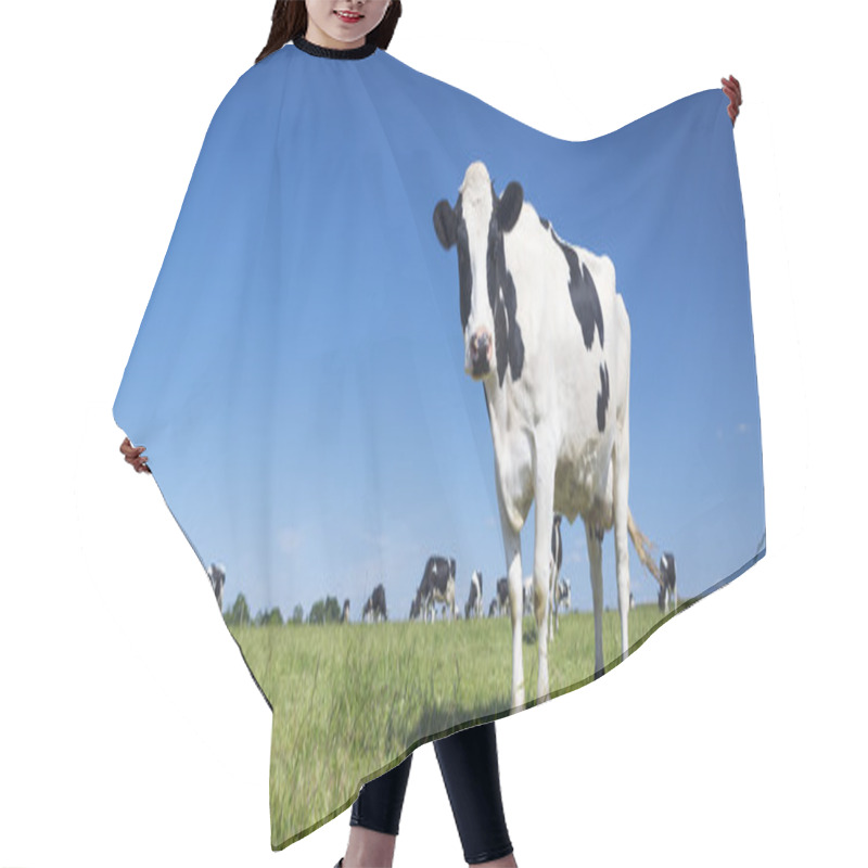 Personality  Panoramic View Of Black And White Cow Hair Cutting Cape