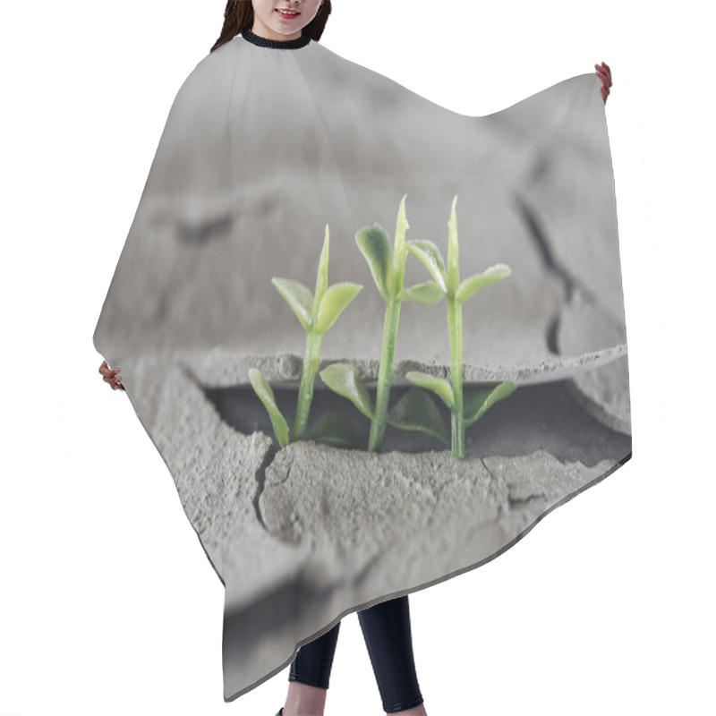 Personality  Selective Focus Of Young Green Plants On Dried Cracked Ground, Global Warming Concept Hair Cutting Cape