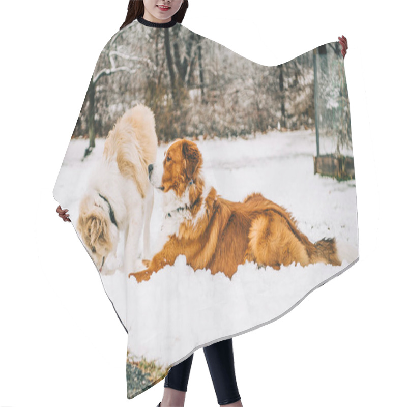 Personality  Two Dogs Resting And Sniffing In Snow Hair Cutting Cape