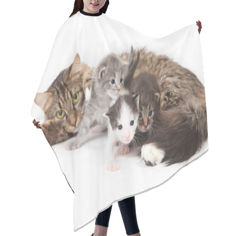 Personality  Funny Kittens Hair Cutting Cape