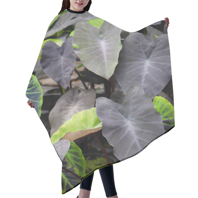 Personality  Close Up Image Of Colocasia Black Magic Leaves  In Plant Shop. Hair Cutting Cape