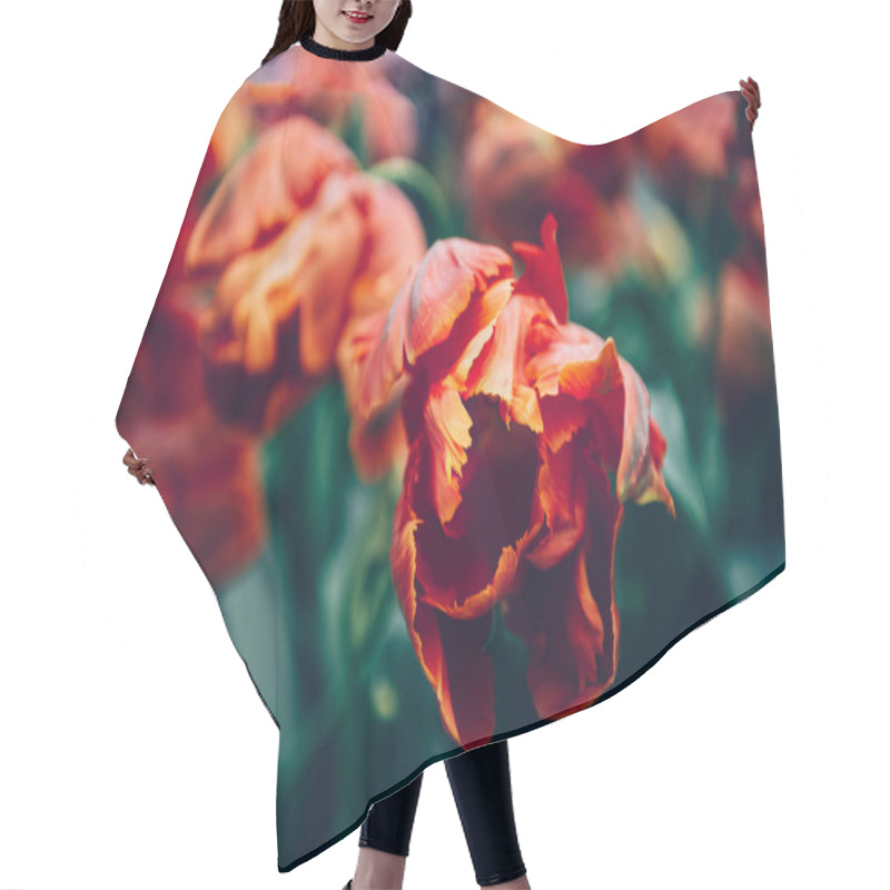 Personality  Flowerbeds Of Blossoming Tulips Hair Cutting Cape