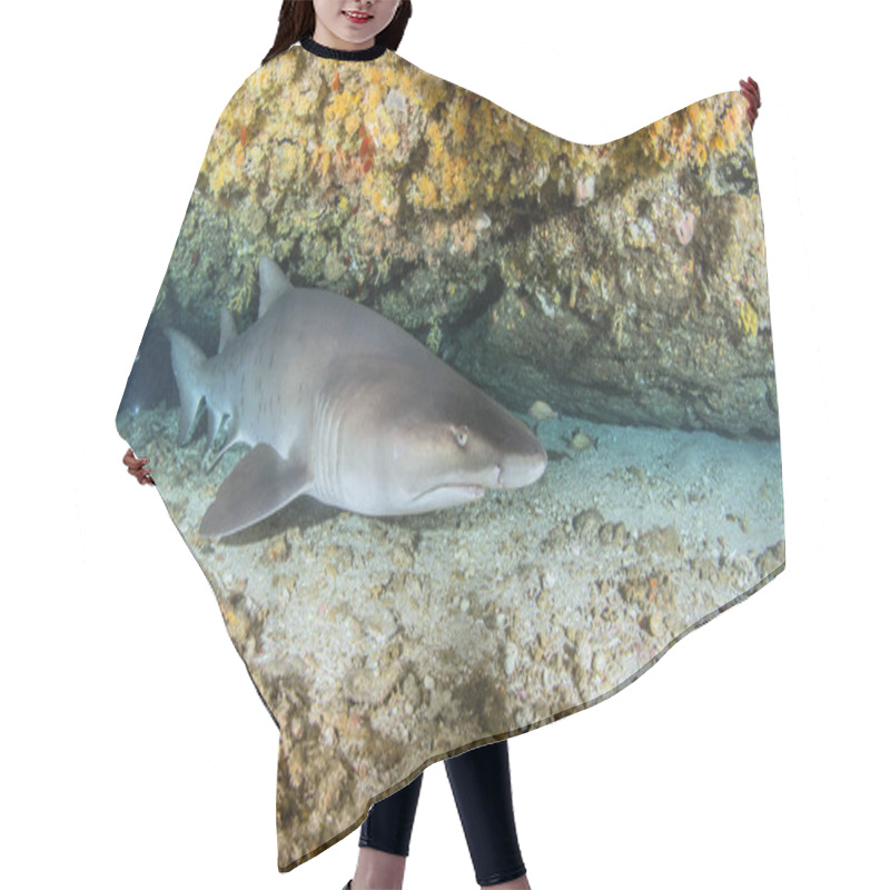 Personality  Picture Shows A Sandtiger Shark In South Africa Hair Cutting Cape