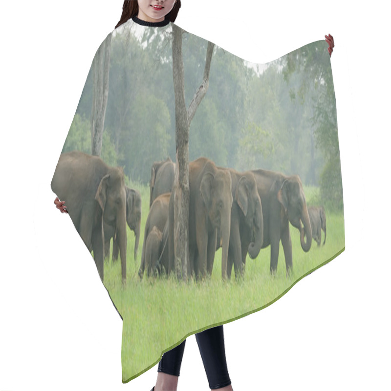 Personality  Elephants Hair Cutting Cape