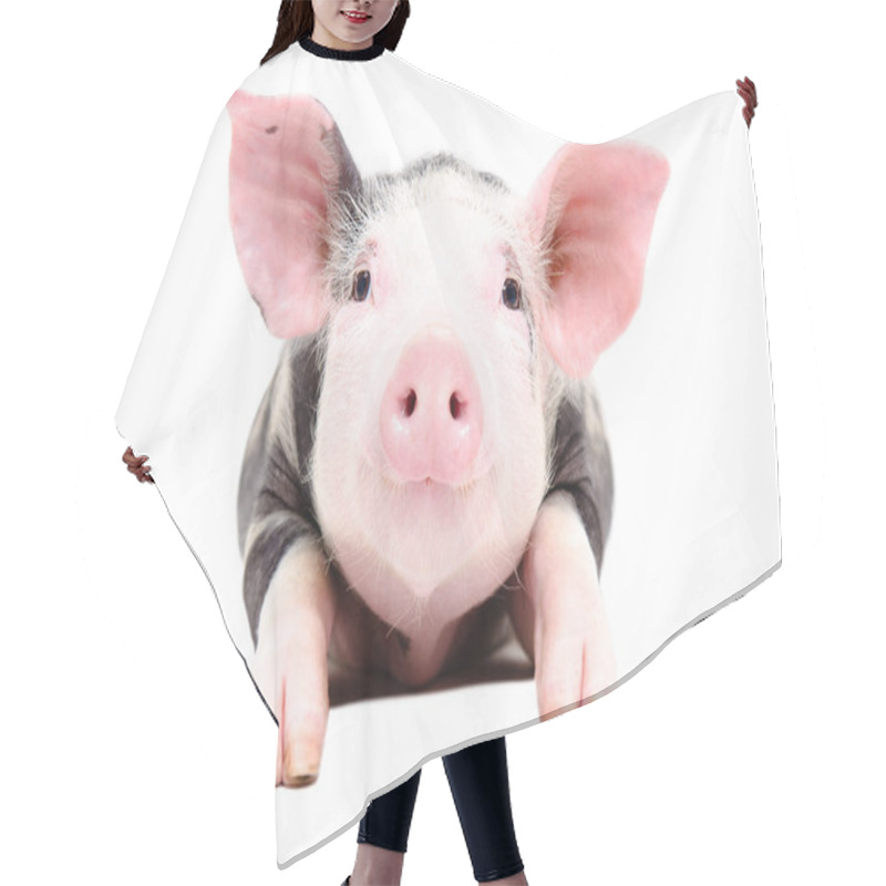 Personality  Portrait Of The Adorable Little Pig Hair Cutting Cape