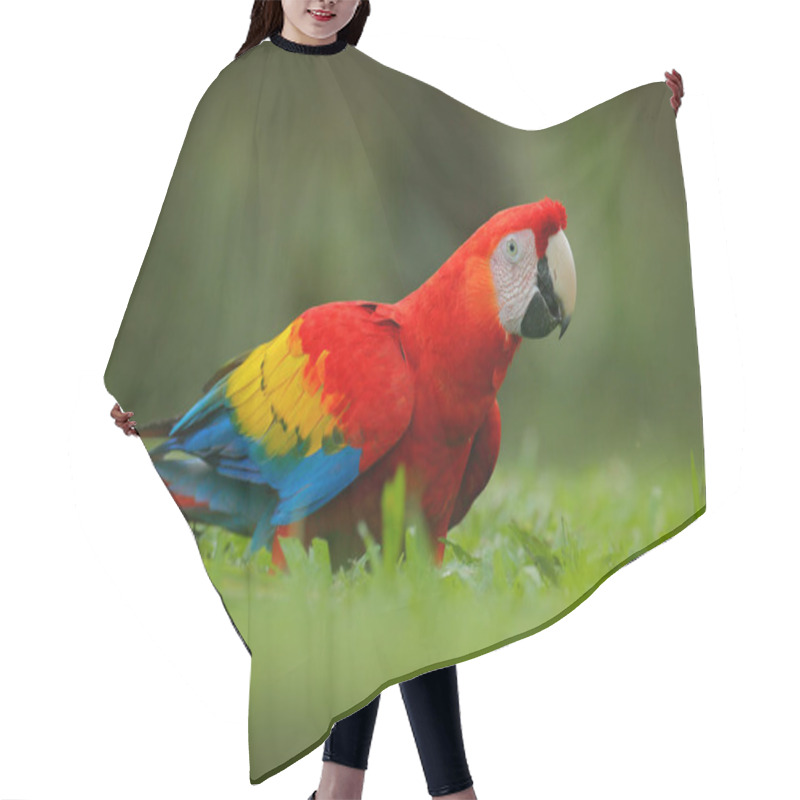 Personality  Parrot Scarlet Macaw Ara  Hair Cutting Cape