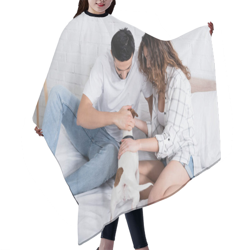 Personality  Interracial Couple Petting Jack Russell Terrier On Bed Hair Cutting Cape