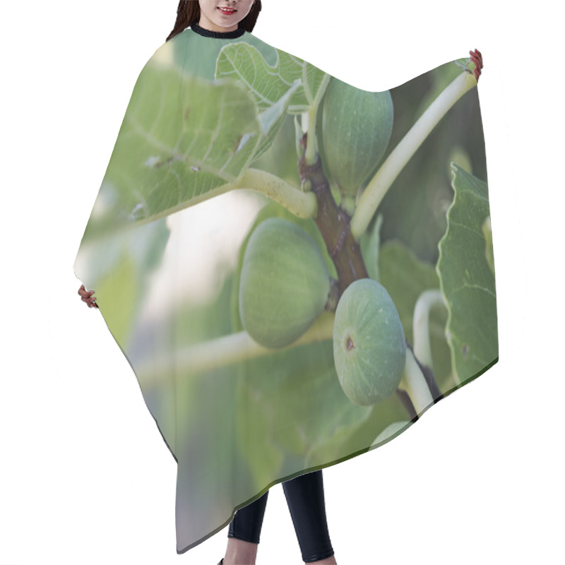 Personality  Immature Green Figs On The Tree Hair Cutting Cape