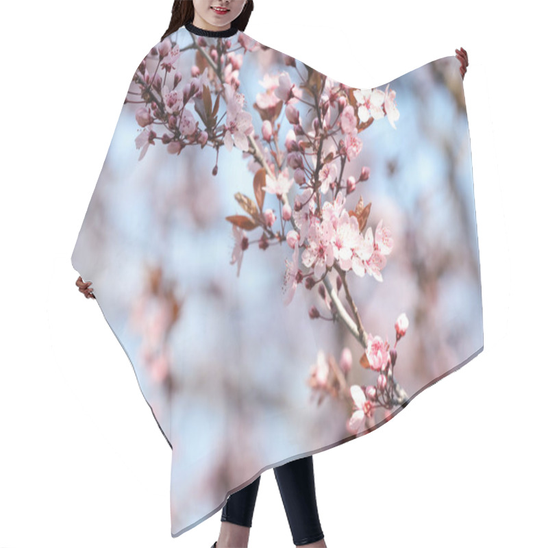 Personality  Beautiful Spring Pink Blossoms On Tree Branches Against Blue Sky. Space For Text Hair Cutting Cape