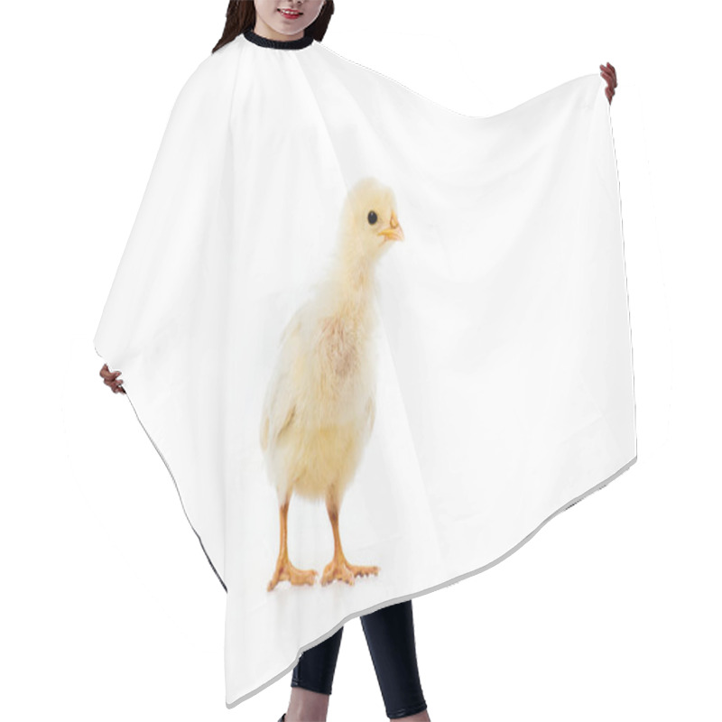 Personality  Close-up View Of Adorable Little Chicken Isolated On White Hair Cutting Cape