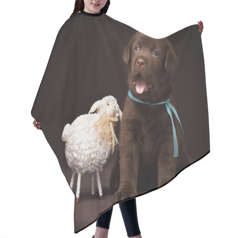 Personality  Chocolate Labrador Puppy Sitting Next To White Decorative Sheep On A Brown Background. Hair Cutting Cape