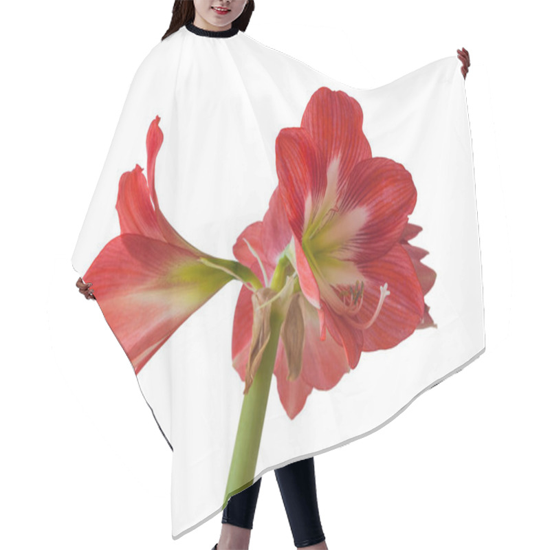 Personality  Flower Hippeastrum (amaryllis) Sonatini 'Eye Catcher' On A White Background Isolated. Hair Cutting Cape