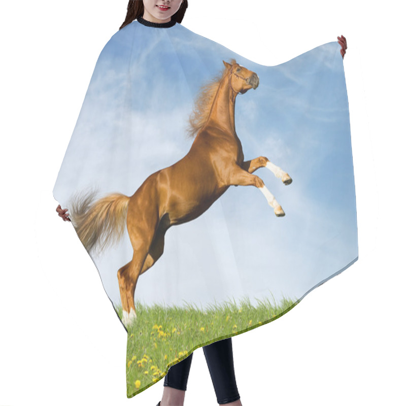 Personality  Chestnut Bavarian Horse In Field Hair Cutting Cape